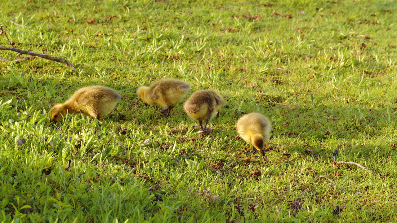 Slow-mo reveals the early days of goslings as they peck, play, and explore the earth.
