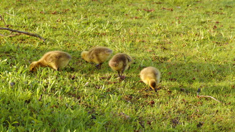 slow-mo reveals the early days of goslings as they peck, play, and explore the earth.