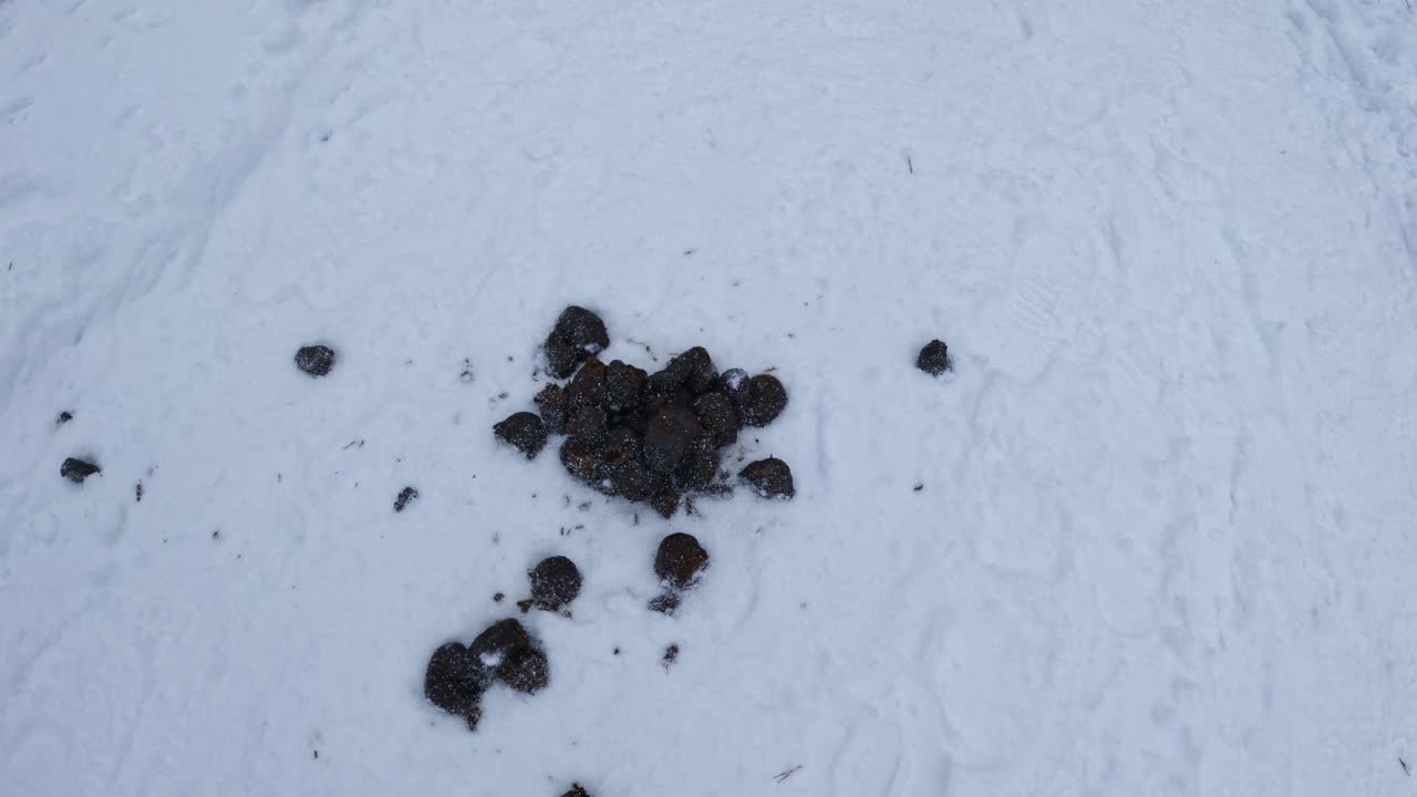 Fresh dark horse manure scattered on white snow, contrasting in a cold landscape