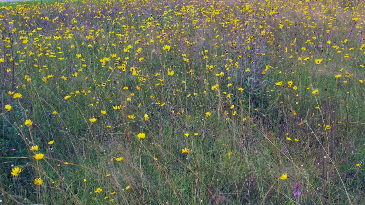 Low flight over beautiful meadow of grasses and wildflowers