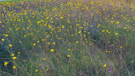 low flight over beautiful meadow of grasses and wildflowers