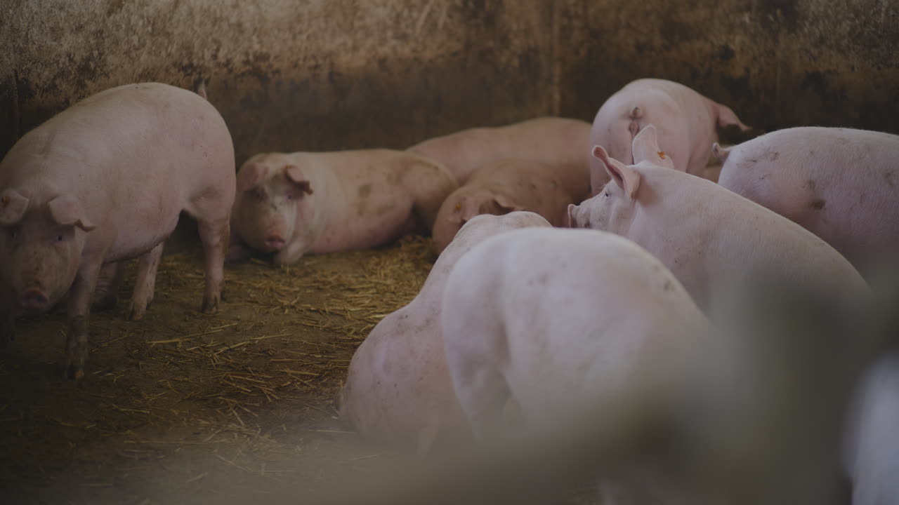 농장 창고에 있는 돼지