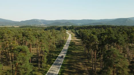 single car passing by empty road in the pine tree forest