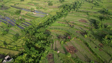 Frito-Lentamente-Sobre-Terrazas-De-Arroz-Con-Un-Río-De-Selva-Verde-Y-Exuberante-Y-Pájaros-Volando-Debajo