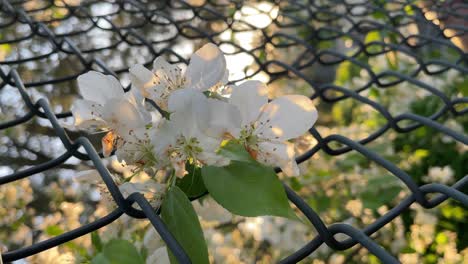 Weiße-Blumen-Durch-Maschendrahtzaun