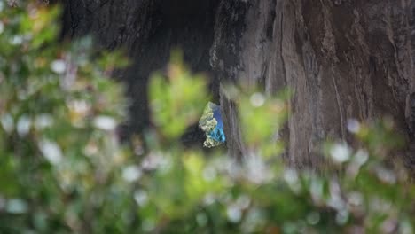 el mar mediterráneo turquesa visto a través de la grieta de una roca y vegetación en capri
