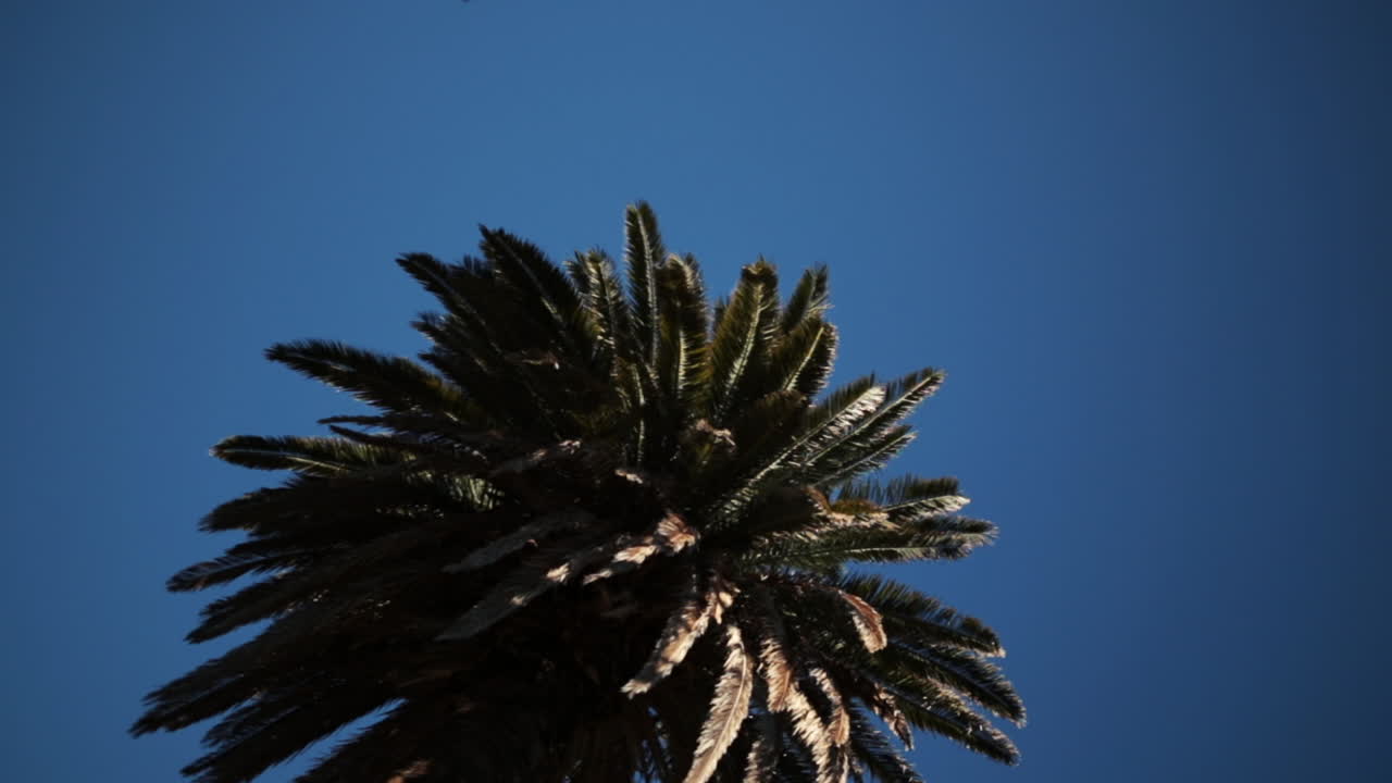 호주 왓슨스 베이의 야자수