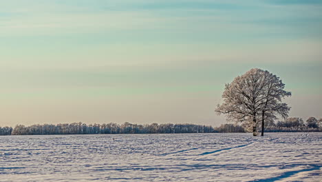 Lapso-De-Tiempo-Del-Hermoso-Cielo-Turquesa-Con-Nubes-Blancas-Y-árboles-Cubiertos-De-Nieve