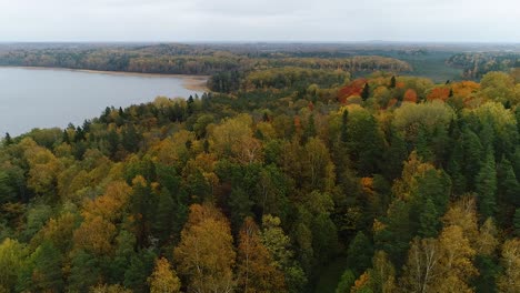 Colorful-seasonal-forests-and-bog-lake-in-autumn-time-aerial-footage