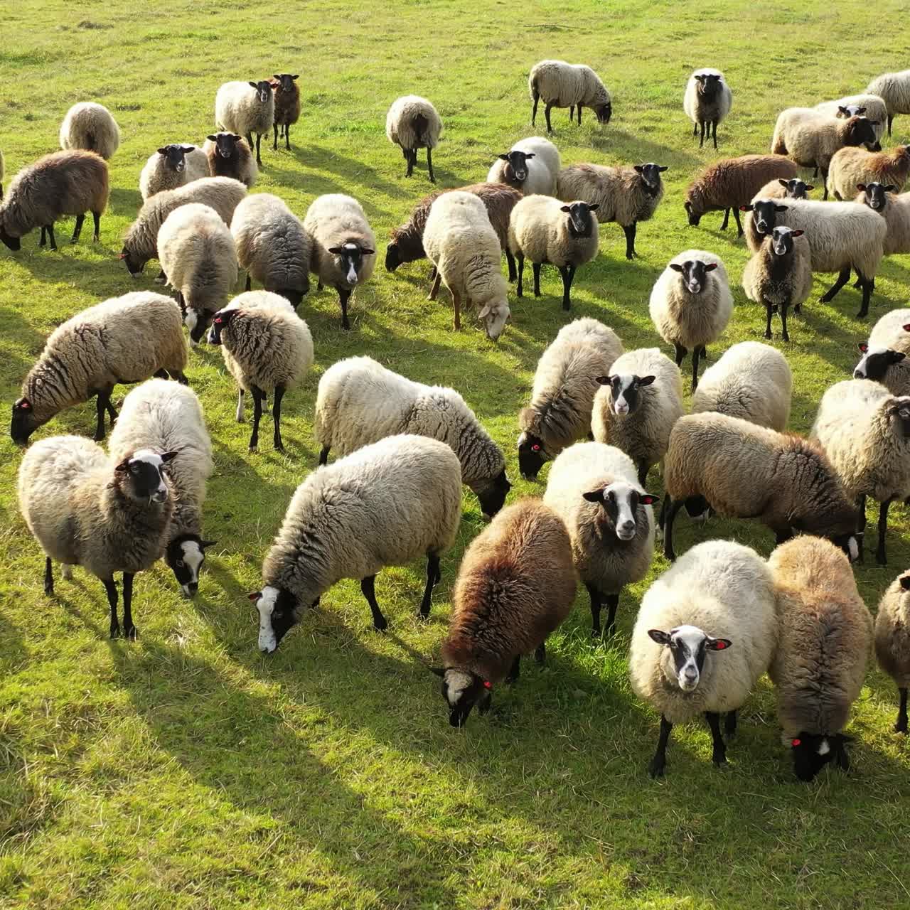 Vista aerea di un gregge di pecore e agnelli. Le pecore mangiano nei campi. Pecore bianche e marroni