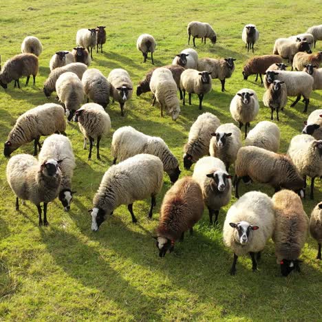 aerial view of flock of sheeps and and lambs. sheeps are eating in the fields. white and brown sheeps