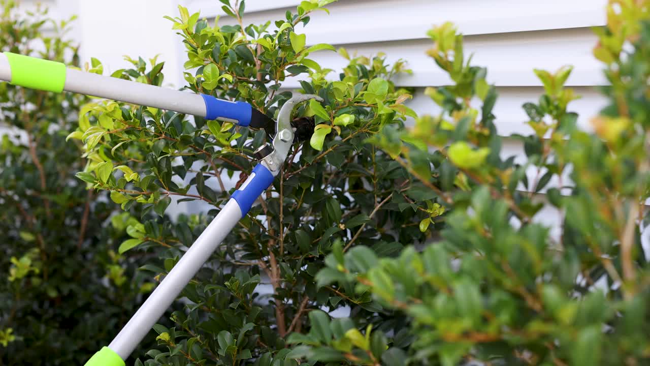 Gardener trims lush green bushes with pruning shears in a sunlit garden, showcasing precise cutting techniques