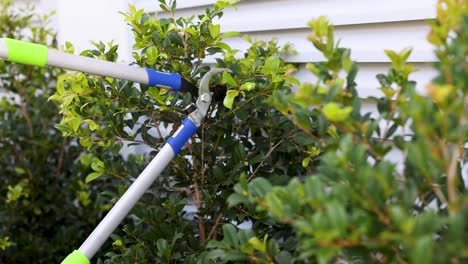 gardener trims lush green bushes with pruning shears in a sunlit garden, showcasing precise cutting techniques