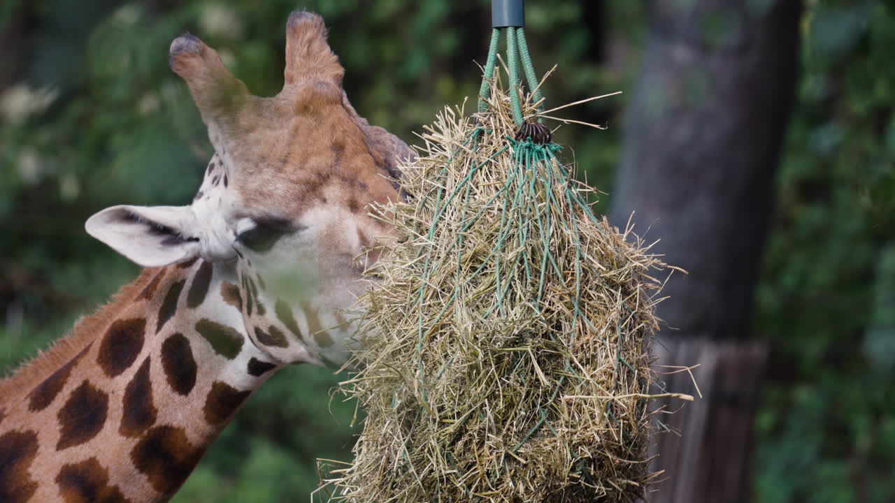 Beautiful giraffe eating grain in zoo park
