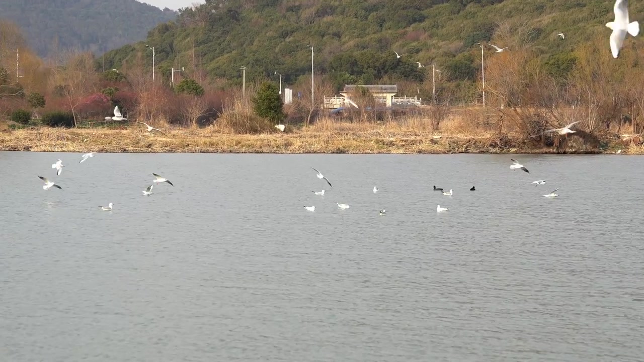 大群のカモメがいる水面をパンする