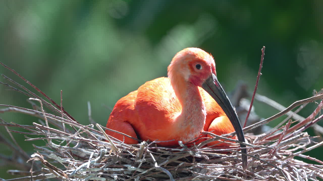 Scharlach-Ibis-Vogel