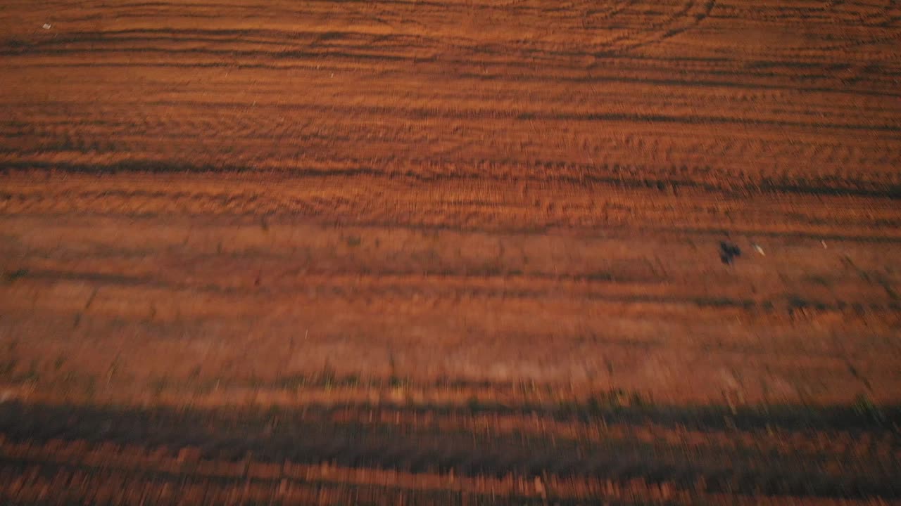 vuelo aéreo de drones sobre un campo de trigo agrícola desierto al atardecer, movimiento de inclinación hacia arriba