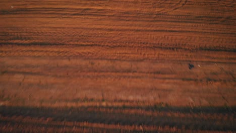 aerial drone flight over deserted agricultural wheat field in sunset, upward tilting movement