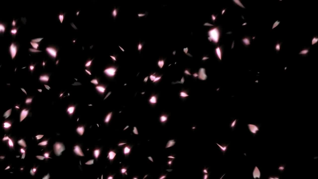 Sakura Cherry Blossom Effect Footage