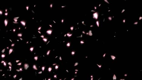 sakura cherry blossom effect footage