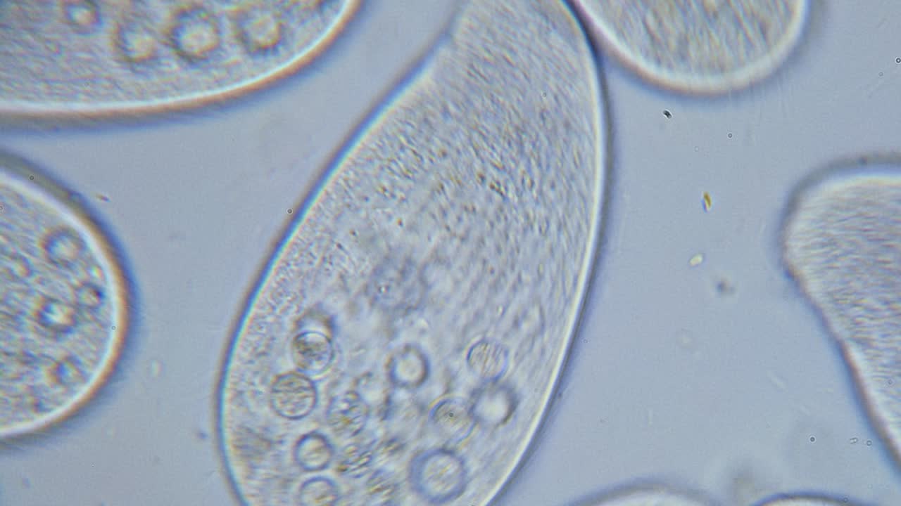 alta densidad de protozoos paramecium unicelulares bajo el microscopio