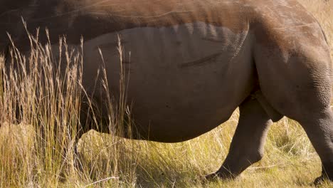 a mighty white rhinoceros walks majestically through the tall grasses of the savannah in a south african wildlife park