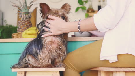 female hand petting a little dog at home