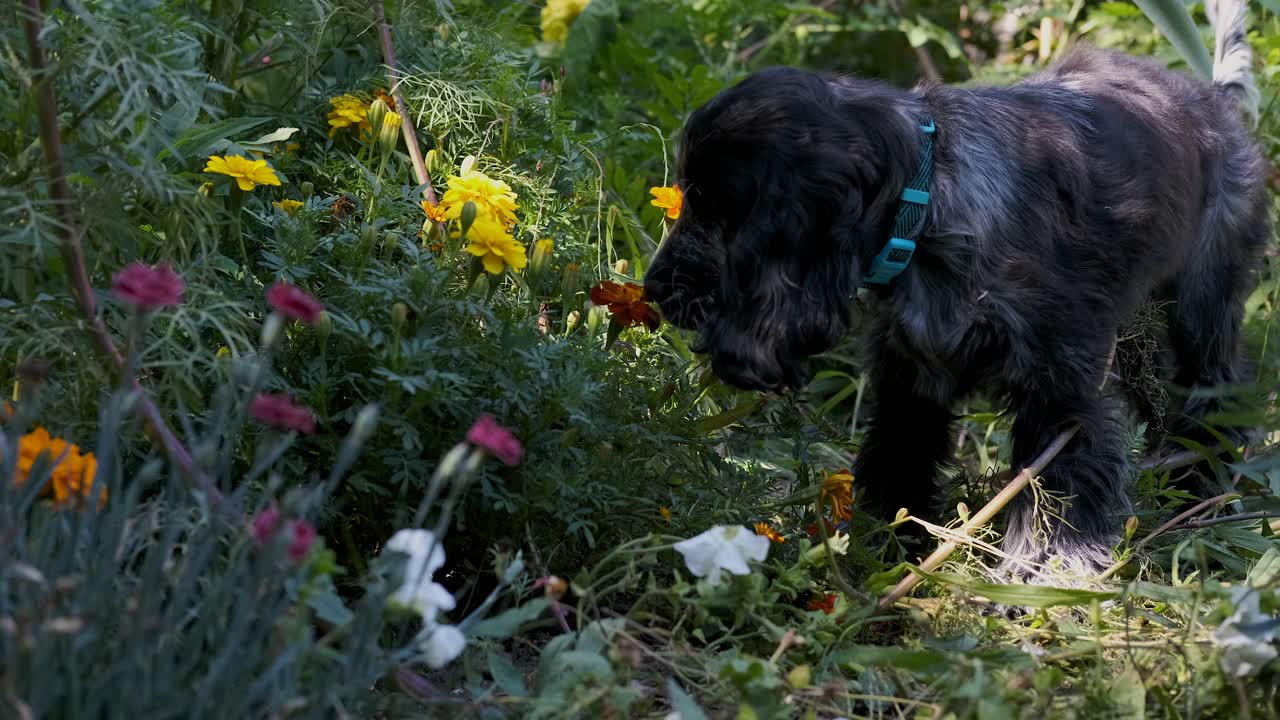 Cachorro filhote de spaniel fofo para para cheirar as flores, foco suave fixo