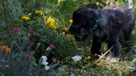 lindo cachorro spaniel se toma tiempo para detenerse y oler las flores, enfoque suave fijo