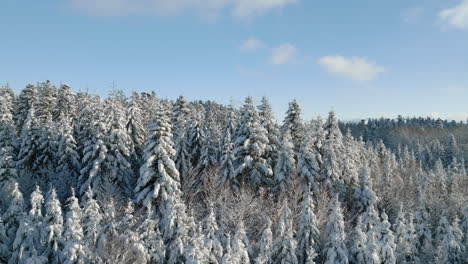 Pinos-Cargados-De-Nieve-Sobre-Las-Montañas-De-Jorat-Cerca-De-Lausana,-Cantón-De-Vaud,-Suiza