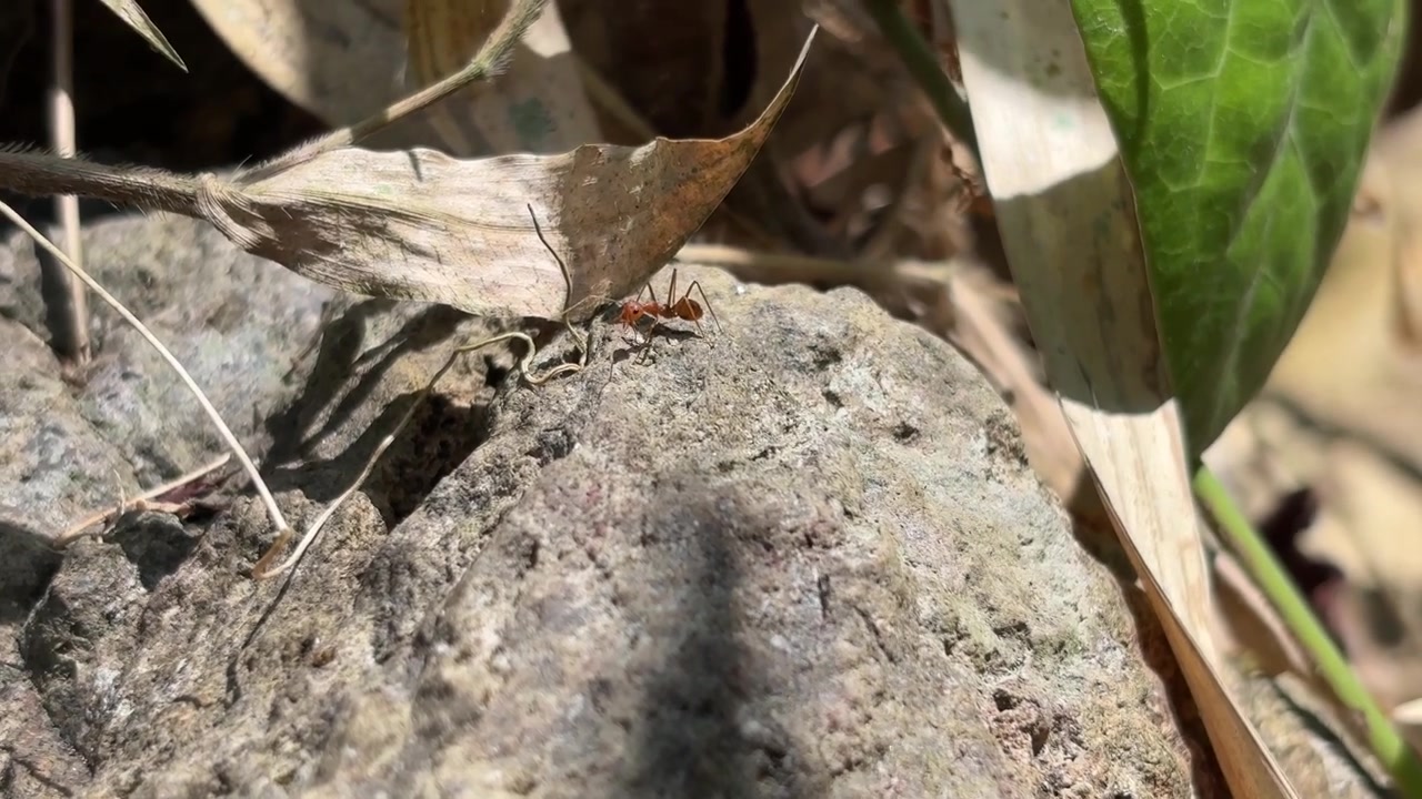 Gruppo di formiche rosse che strisciano su una roccia nella natura
