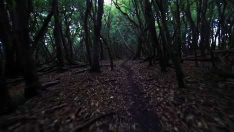 dark tropical forest path