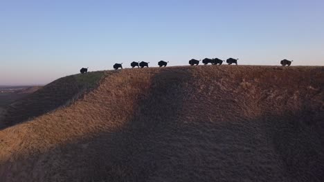 antena en órbita del arte del bisonte de búfalo en la colina sobre el valle del río, amanecer