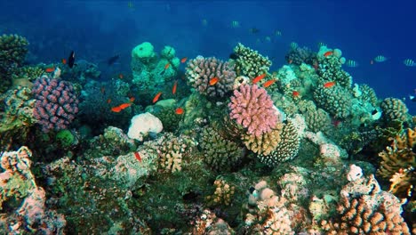 floating over a lively coral reef with a lot of fish