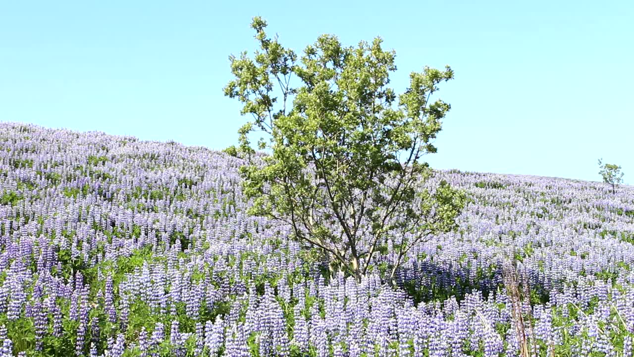 A tree in a Lupinefield in Iceland