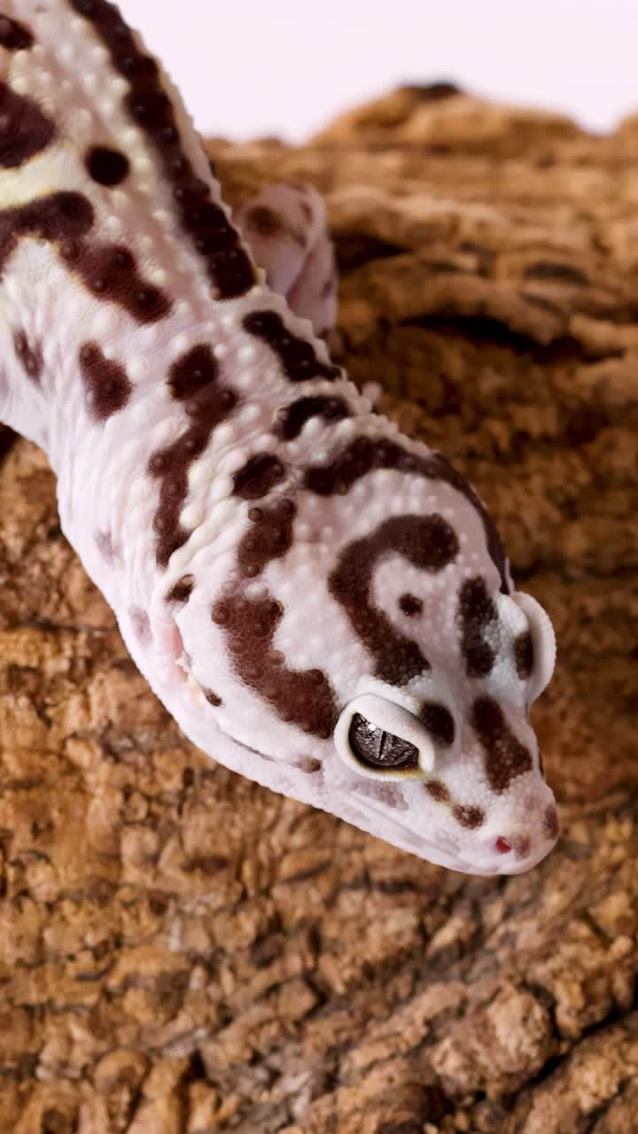 Un primo piano cattura un geco leopardino maculato che si muove lentamente su un tronco marrone dalla superficie ruvida.