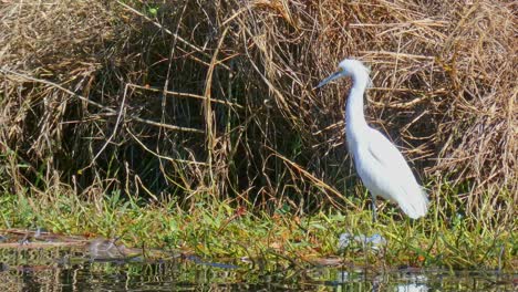 Snowy-Egret-hunting-in-the-wetlands-of-the-everglades-standing-still-then-flying-away