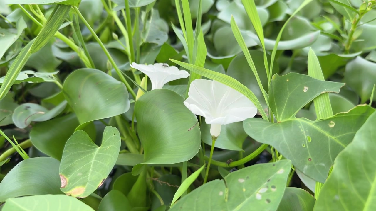 Delicate White Flowers and Green Leaves Swaying in Nature