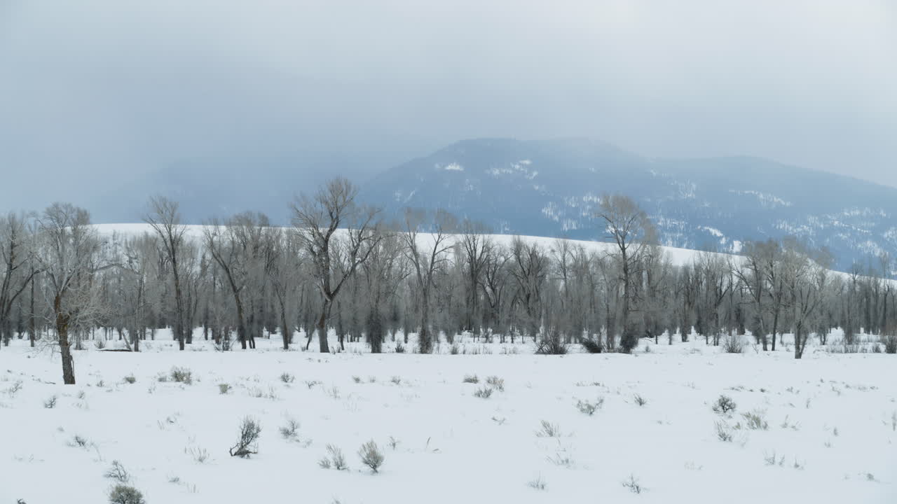 서부 와이오밍의 산에 있는 어두운 폭풍 구름과 나무들을 확대합니다.