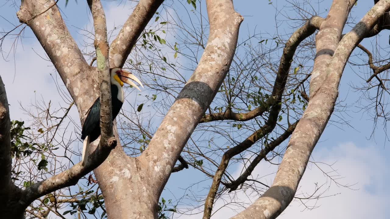 A male Wreathed Hornbill Rhyticeros undulatus that is perching on a tree, preens and cleans its feathers as it looks around the expanse of the national park in Thailand.