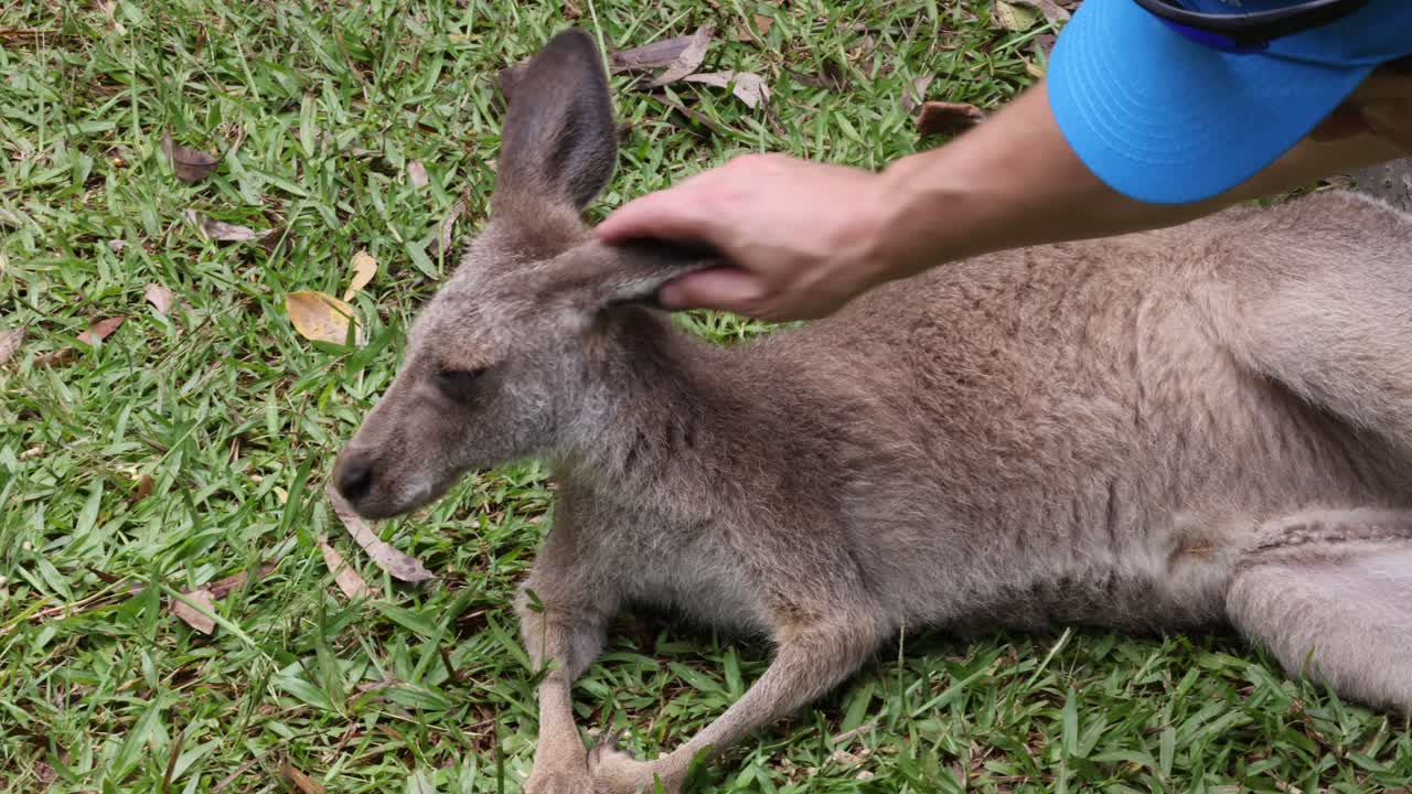 Human gently pets and cares for a kangaroo outdoors