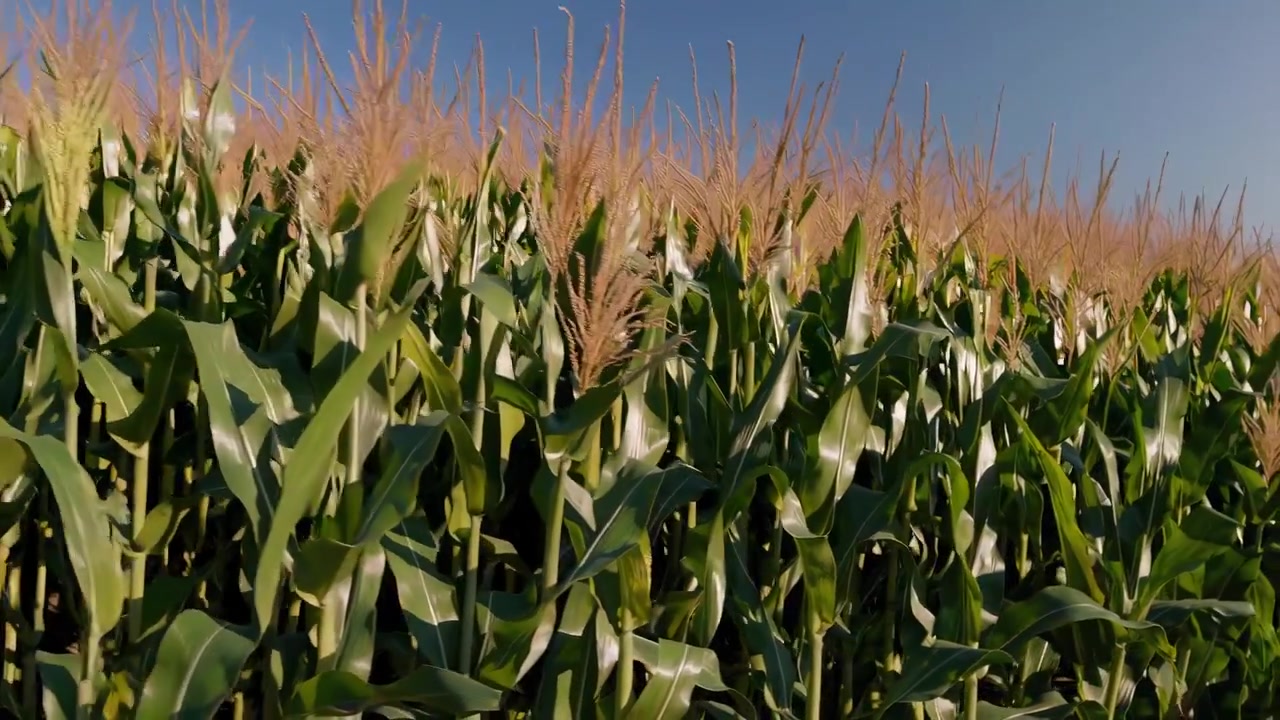 Piante di mais verdi e rigogliose che crescono in un campo sotto un cielo azzurro