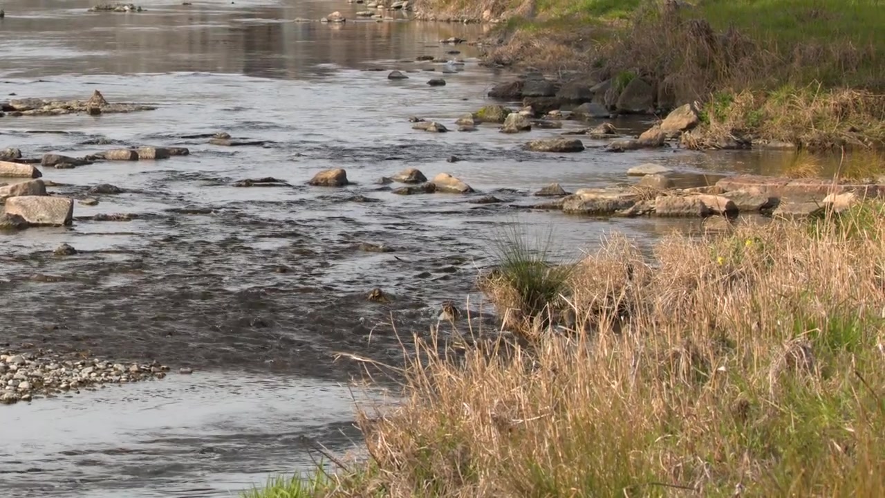 Un'inquadratura ampia e stabile cattura l'acqua del fiume che scorre sulle rocce accanto a una sponda urbana erbosa.