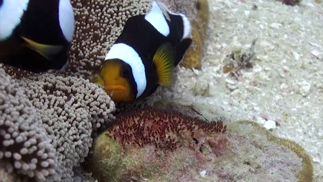 saddleback anemonefish 3