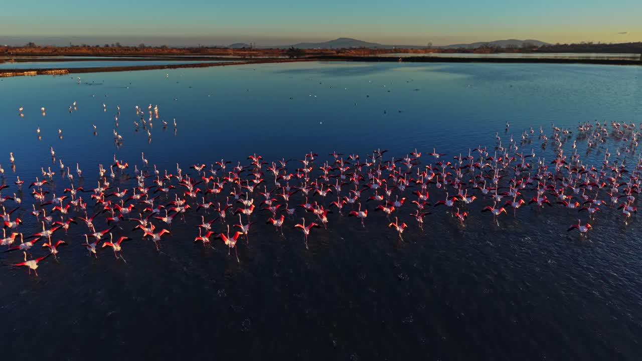 Flamingos gather in large groups over calm water at sunset