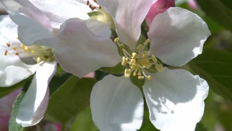 Close-up-detail-of-white-apple-blossoms-gently-moving-in-summer-breeze