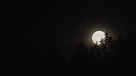 Full-Moon-Rise-Behind-Tree-Forest-Over-Evening-Sky