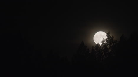 full moon rise behind tree forest over evening sky