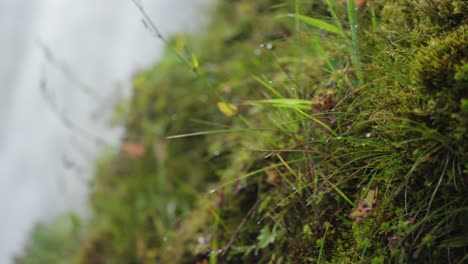 A-stunning-closeup-of-a-series-of-native-grasses-with-dew-while-an-epic-waterfall-scene-frames-the-background