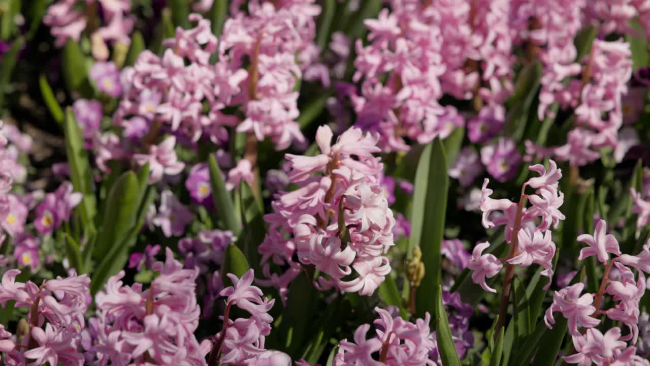 Smooth camera movement panning left to right over a close-up of fragrant pink hyacinth flowers at the Floriade festival in Canberra, Australia